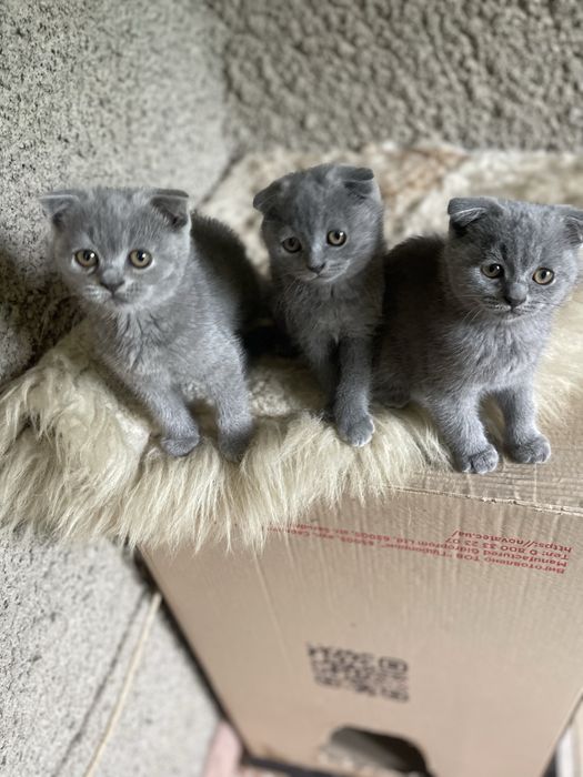 Шотландские вислоухие котята