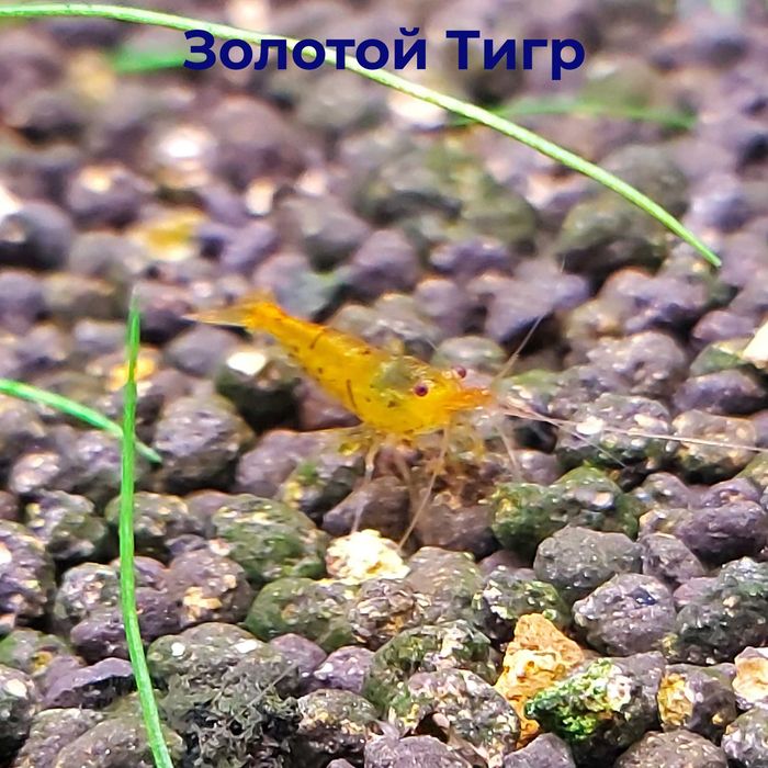 Аквариумные креветки Кардинал, Золотой тигр, TiBee