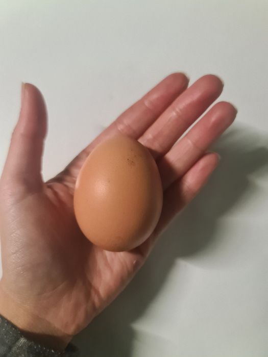 Ovos Frescos de Galinhas Criadas ao Ar Livre – Várias Cores