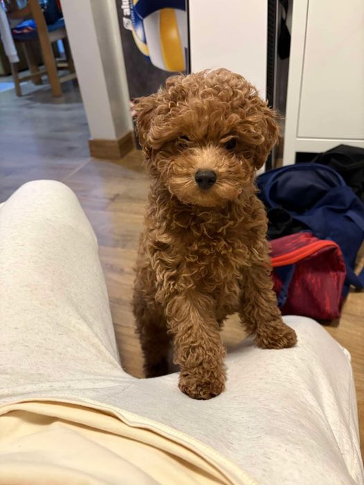 Maltipoo piękna ruda panna