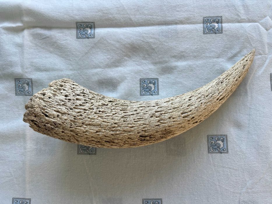 Corno / chifre grande e conservado