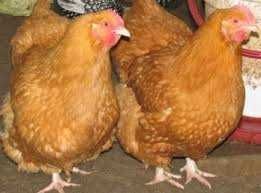 Яйце курей Ред Бро