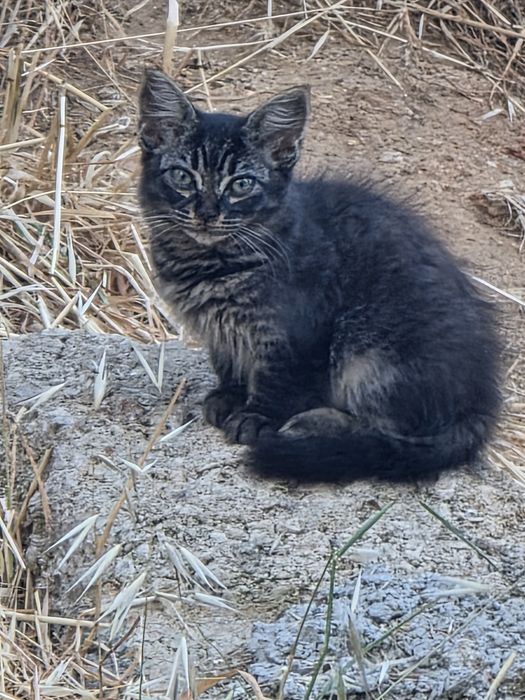 Gatinhos  para adoção