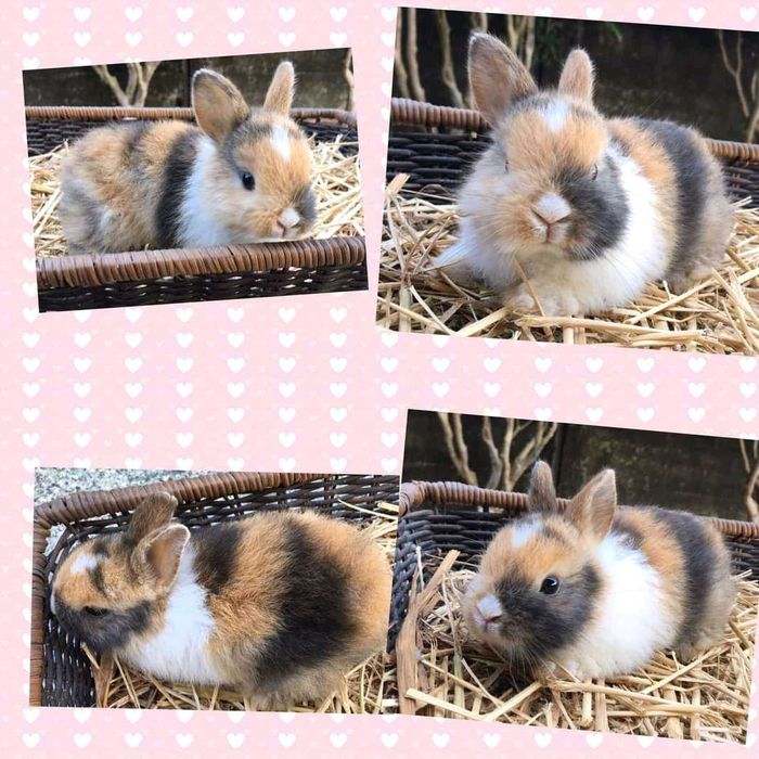 KIT Coelhos anões , grande variedade de cores e raças