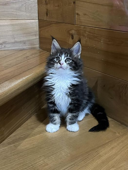 Мейн Куни Красуні та Красені