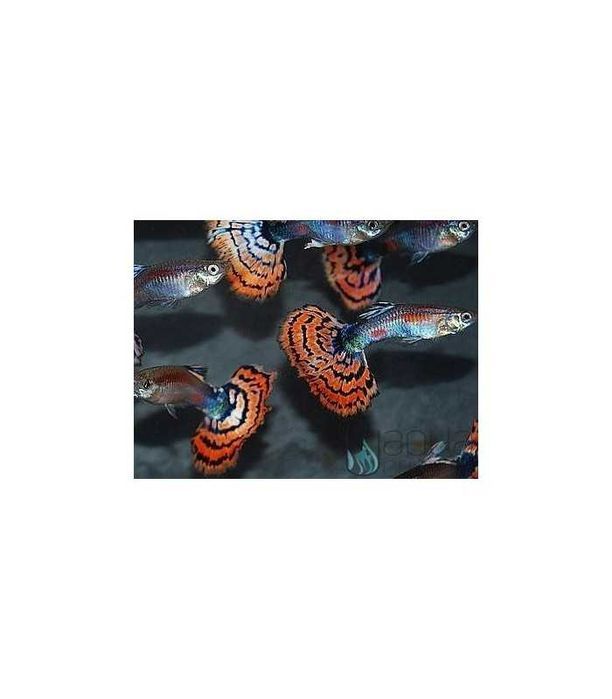 Guppy Sortido M/F - Poecilia reticulata