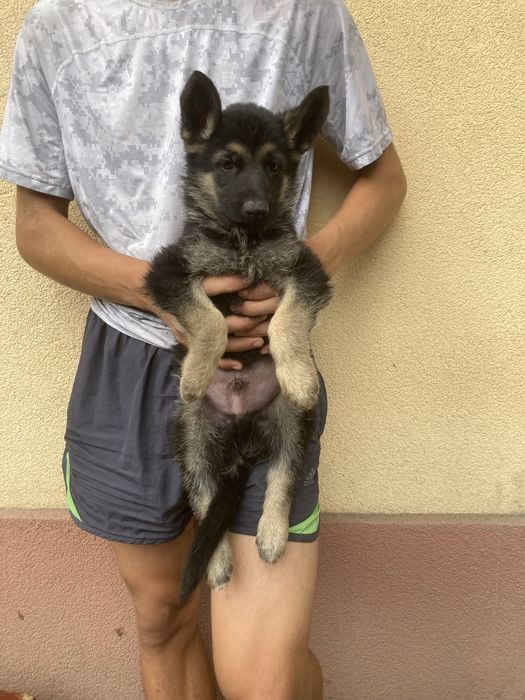 Продам цуценят Німецької вівчарки Умань