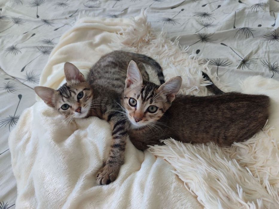 Отдам в хорошие руки котят