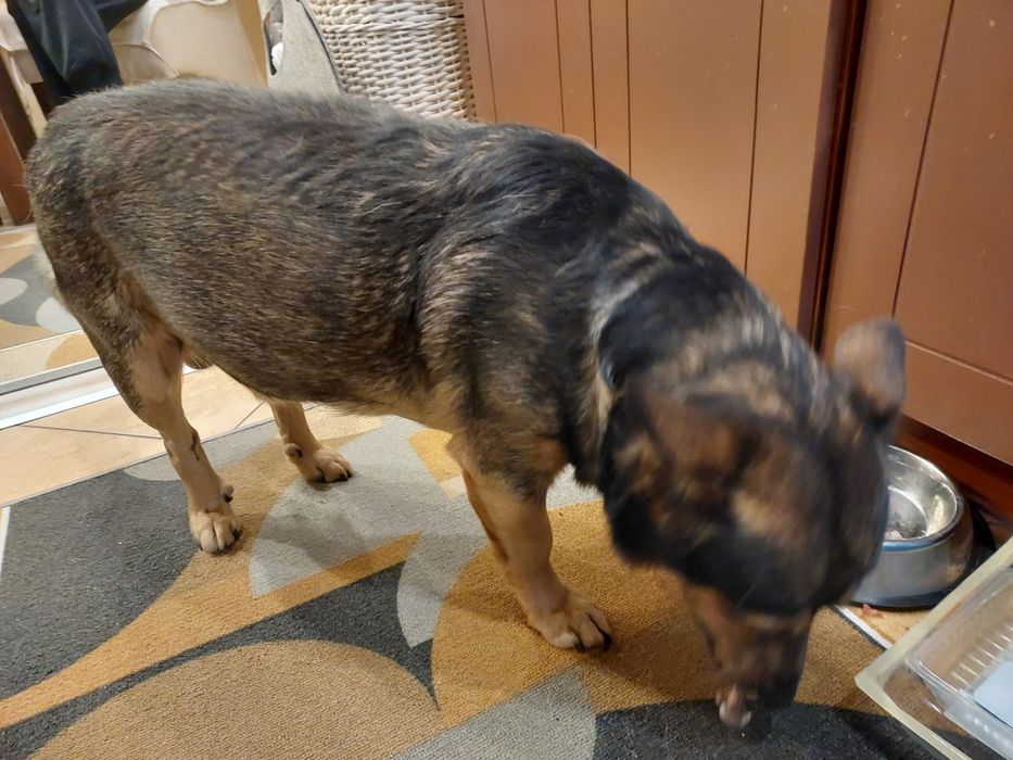 Oddam  Psa  LUCKY  w dobre ręce  Do oddania  pies Lucky