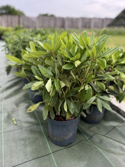 Rhododendron rozanecznik azalia