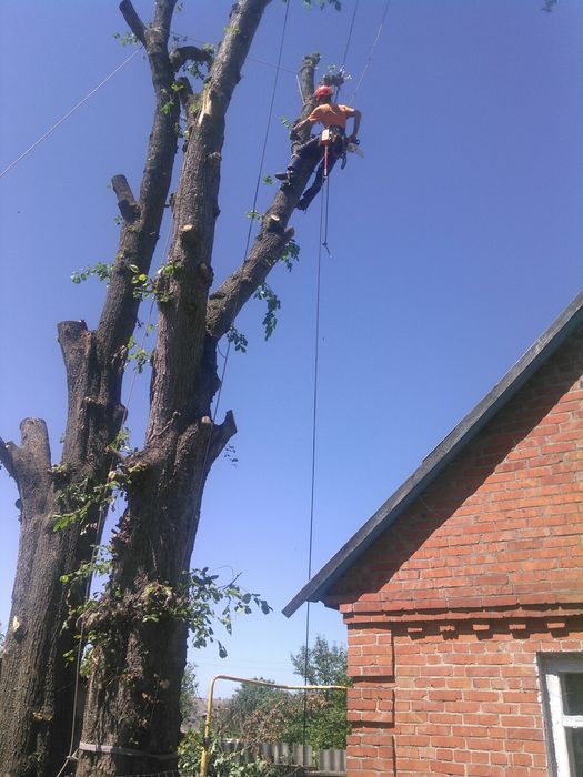 Спил деревьев любой сложности