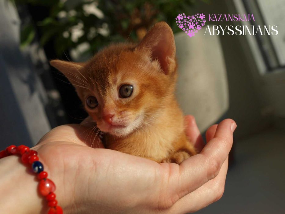 Абиссинская кошка мальчик окраса соррель
