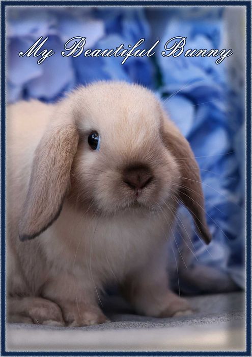 Młody Piękny Królik 100% Mini Lop  - Sallander