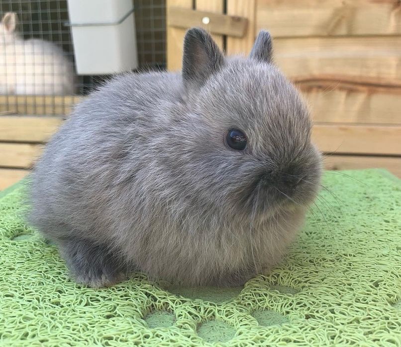 KIT Coelhos anões mini holandês e teddy, coelhinhos adoráveis e dóceis