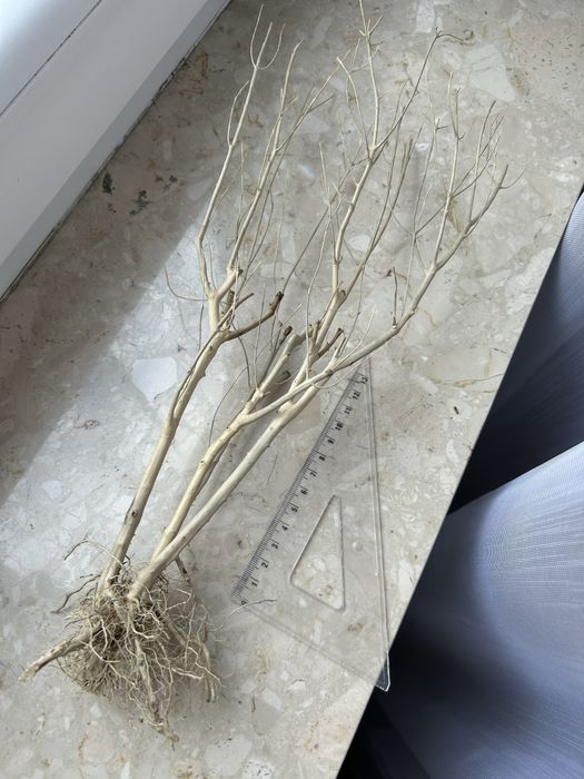 Korzeń do akwarium terrarium DIY ozdoba drzewko