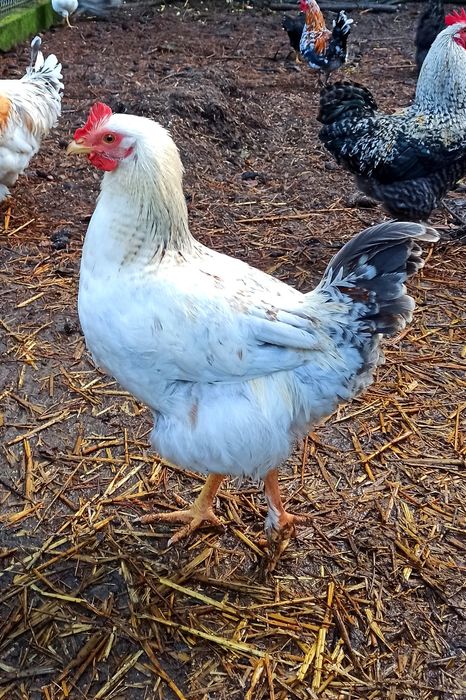 Młode KOGUTKI (mix) zmienią kurnik.