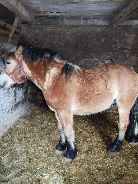 Ogierek zimnokrwisty