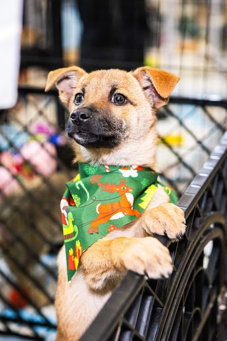 Різдвяні подаруночки