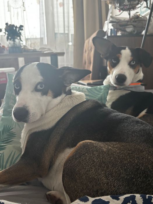 Oddam pieski w dobre ręce