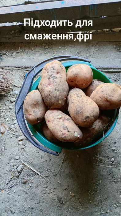 Продам картоплю.