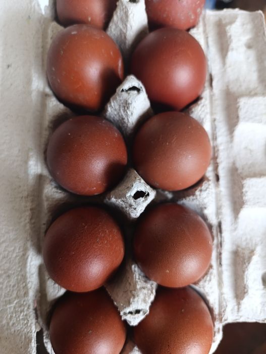 Маран голубо-мідний інкубаційне яйце