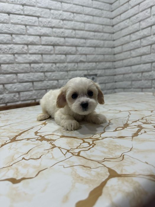 Ексклюзивні міні цуценята мальтіпу ф1 з BABY FACE.