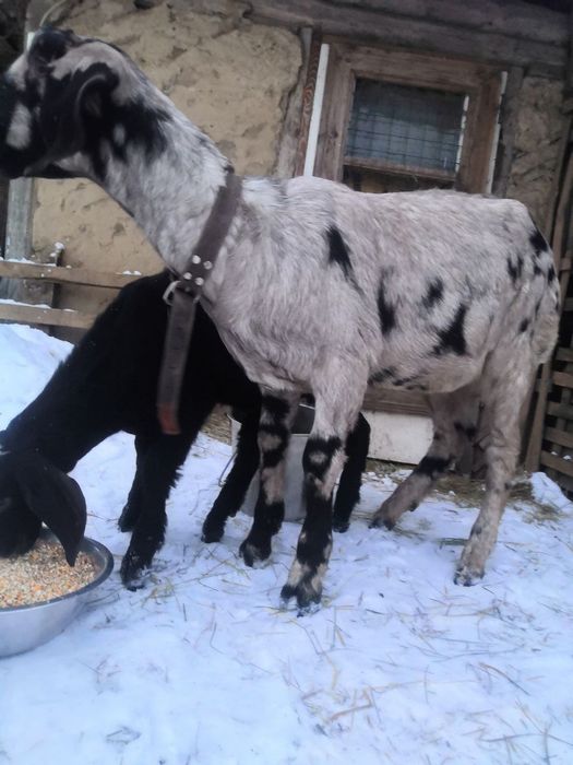 Англо-нубійська 100% козa