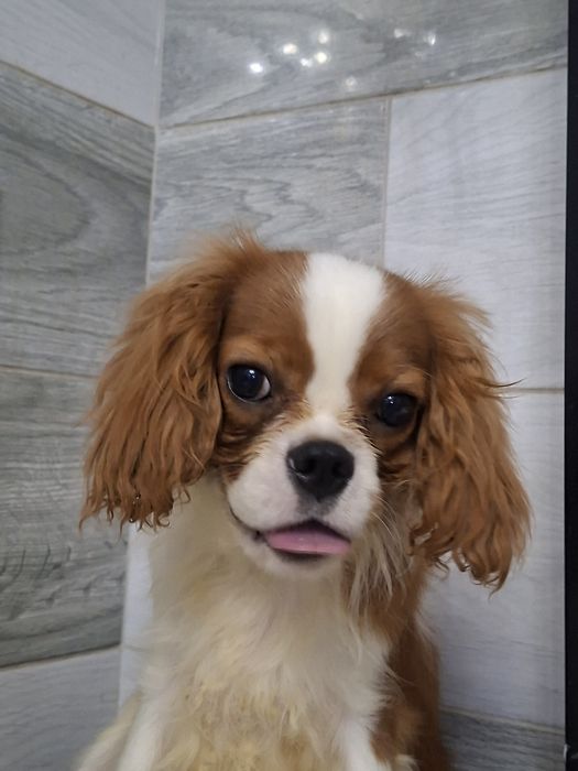 Cavalier King Charles Spaniel Pies