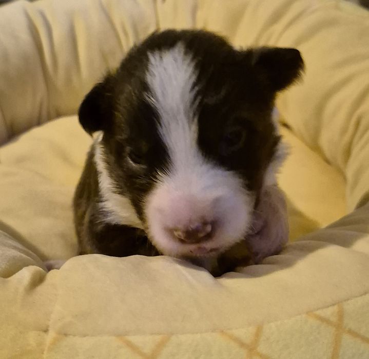 Piesek border collie