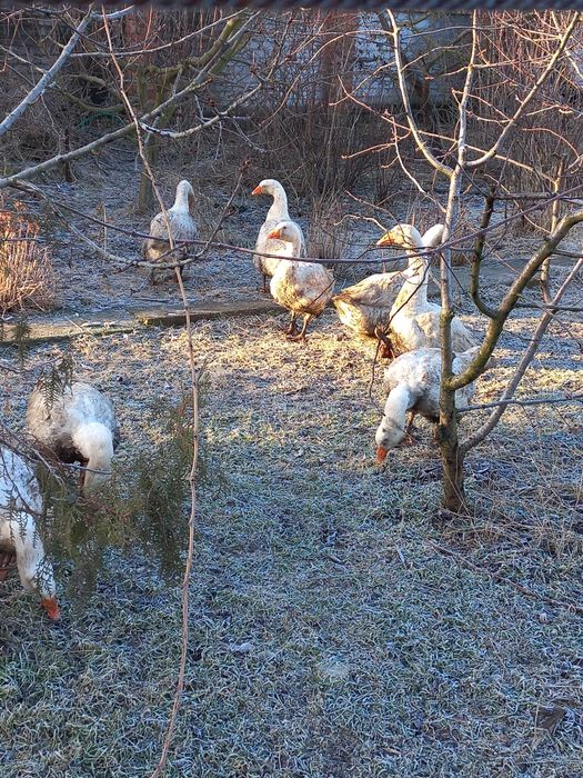 Яйця  інкубаційні гусячі мамут