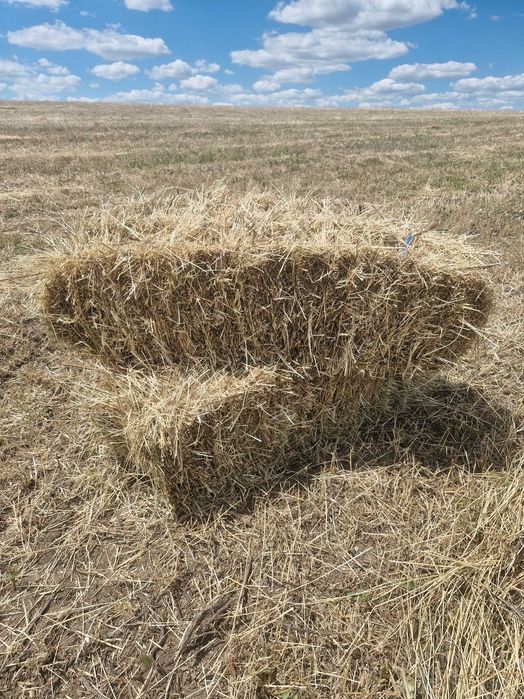 Продаж сіно лугове
