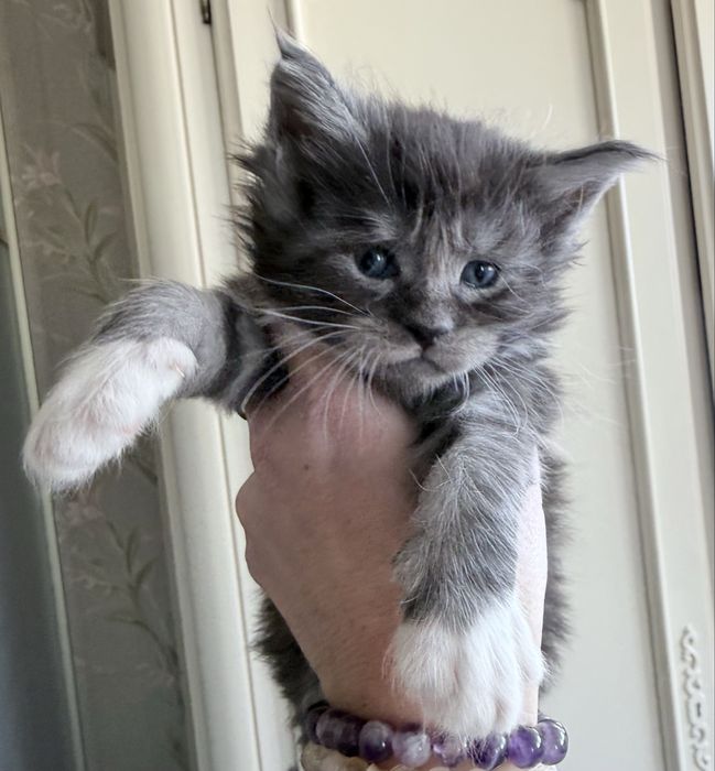 Розкішний велитень мейн кун MAINE COON рідкісний срібло