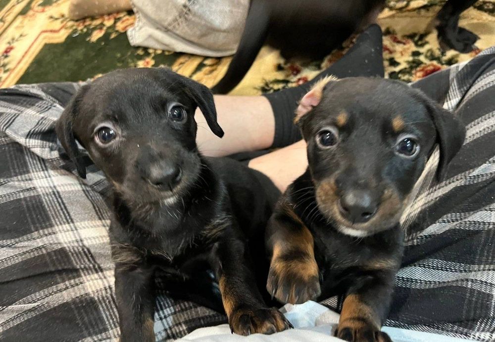 Щенята Такси (Смешанна)