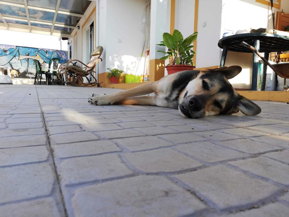 Petsitting - Santarém