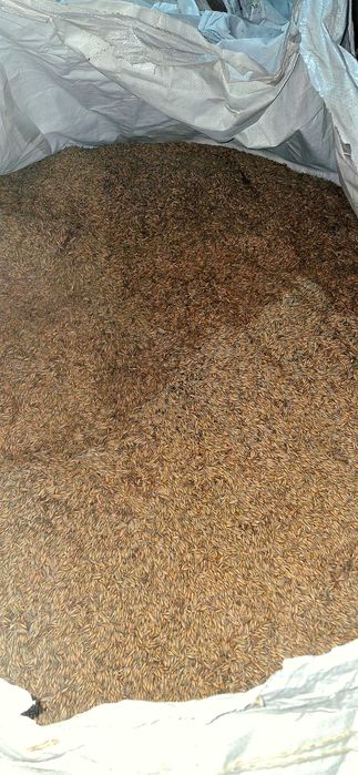 Owies Samuraj zbiór 2025r. po centrali