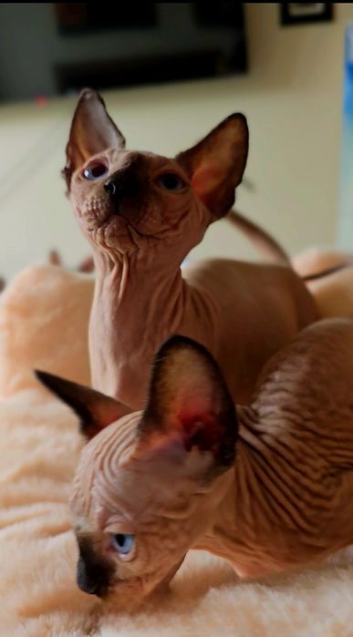 Przepiękna koteczka nienieski oczka,kot sfinks