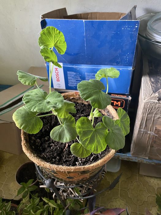 Аглонема, пеперомия, камнеломка, традесканция, пеларгонія, ледебурия,