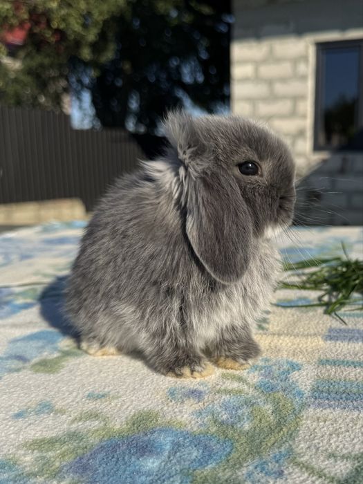 Декоративний кролик mini lop