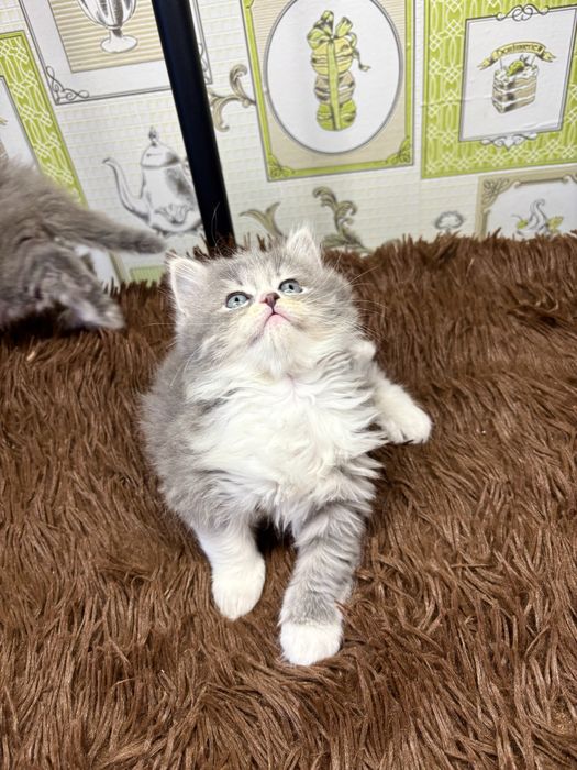 Британские шиншиллы голубое золото