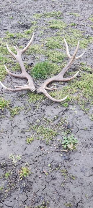 Продам Рог Оленя