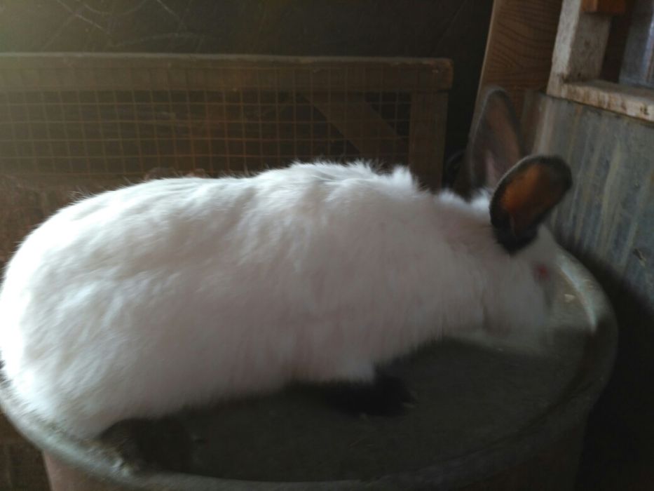 Продам Кролики кролі