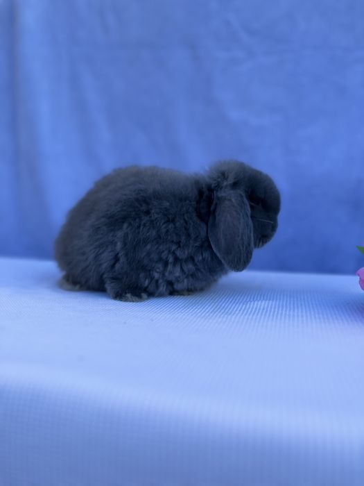 Голландський баранчик,карликові кролики,NHD