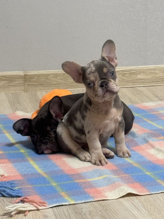 Французькі бульдожки готові радувати нові родини!