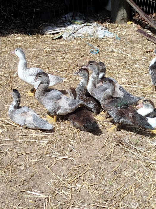 Patos mudos com 2 meses