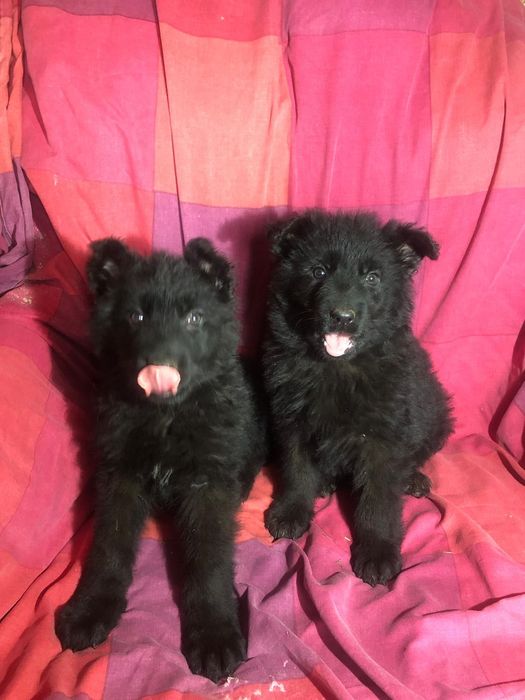 Owczarek staroniemiecki długowłosy czarny