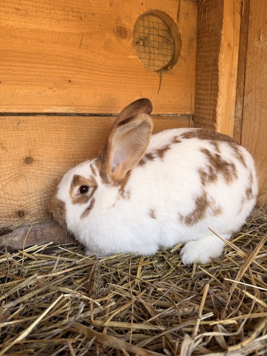 Samiczki krolika srokacz mix Królice