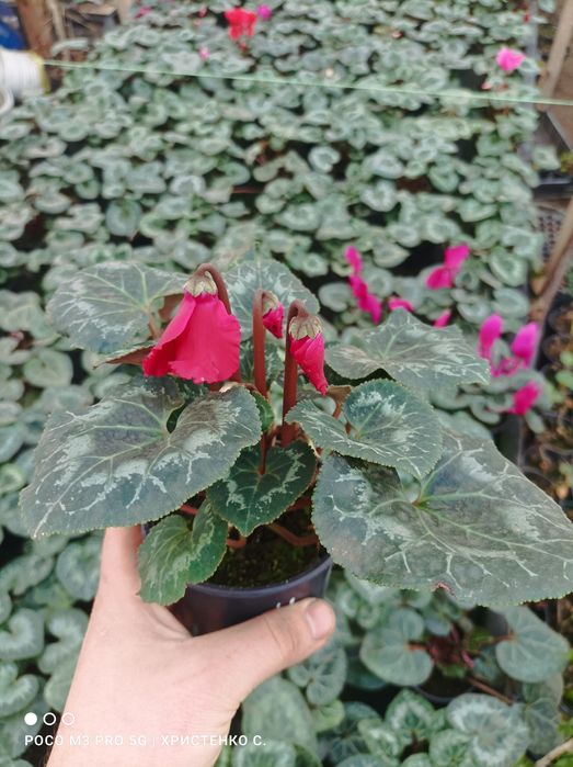 Цикламени кімнатні