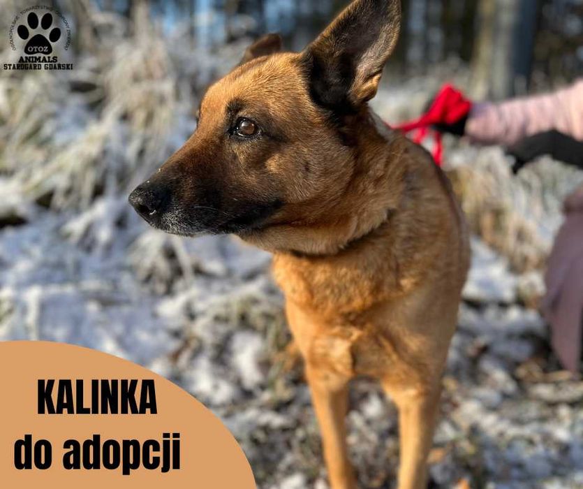 Złotowłosa suczka Kalinka do adopcji