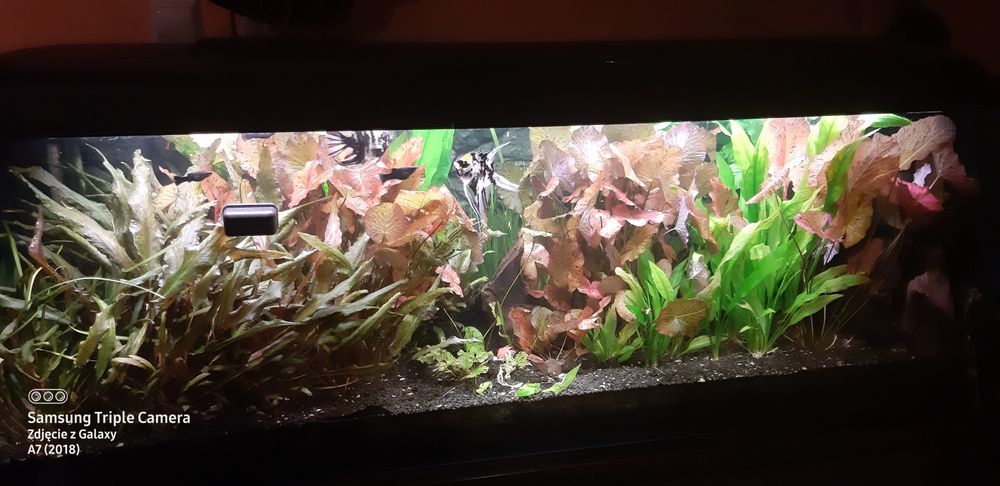 Witam ,sprzedam rosline kryptokoryne