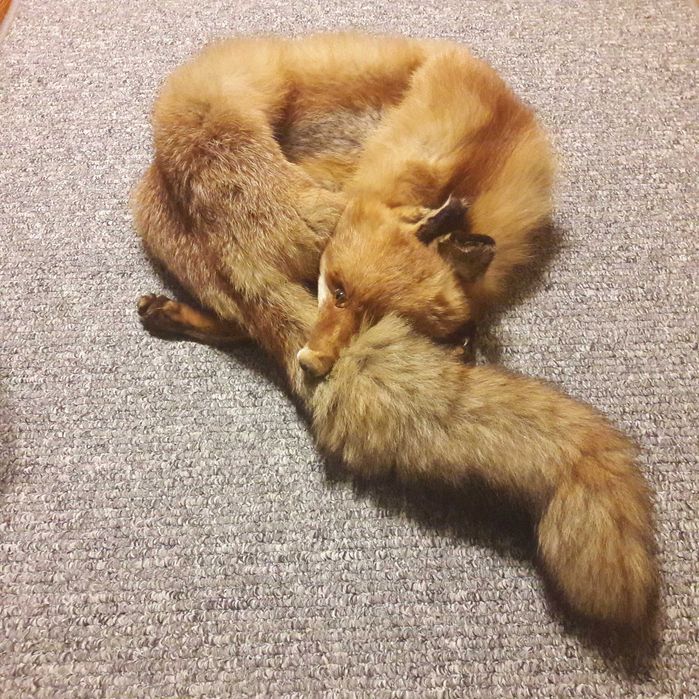Lisi szal naturalny rudy